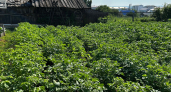 Не смотрите на Луну — смотрите на ботву: садовод с 20‑летним стажем раскрывает главный секрет уборки картофеля