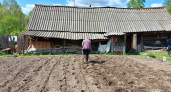 Сразу после копки картошки делаю это с почвой — и урожай на следующий год вдвое больше