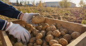 Урожай картофеля в Свердловской области рухнул на 60 тысяч тонн из-за потопа